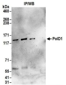 Rabbit anti-PolD1 Antibody