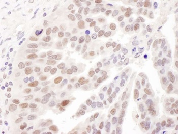 Rabbit anti-PolD1 Antibody