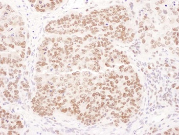 Rabbit anti-PolD1 Antibody