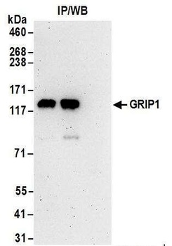 GRIP1 Antibody