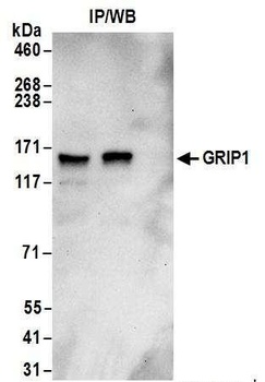 GRIP1 Antibody
