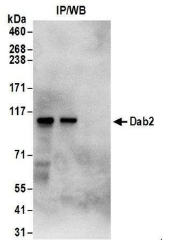 Rabbit anti-Dab2 Antibody