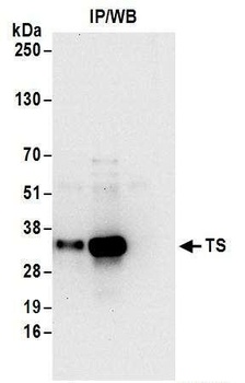 Rabbit anti-TS Antibody