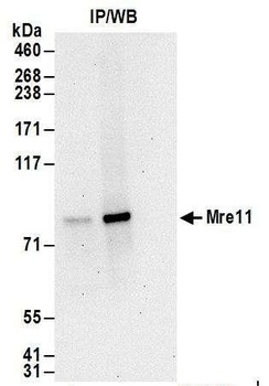 Mre11 Antibody