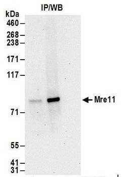 Rabbit anti-Mre11 Antibody