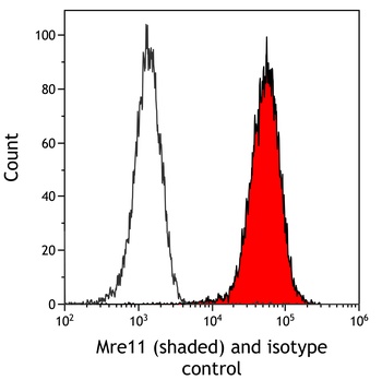 Rabbit anti-Mre11 Antibody