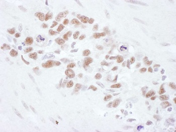Rabbit anti-Mre11 Antibody