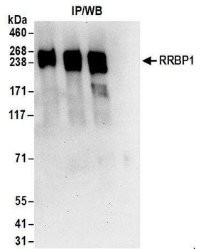 Rabbit anti-RRBP1 Antibody