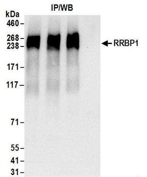 RRBP1 Antibody
