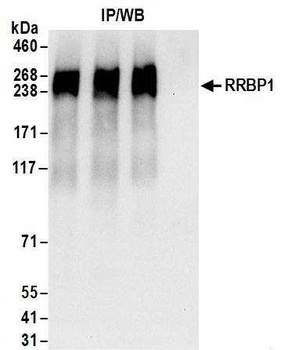 Rabbit anti-RRBP1 Antibody