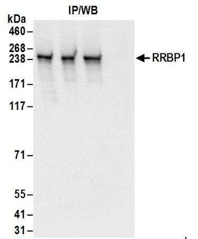Rabbit anti-RRBP1 Antibody