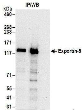 Exportin-5 Antibody