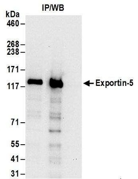 Rabbit anti-Exportin-5 Antibody