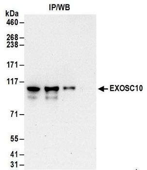 Rabbit anti-EXOSC10 Antibody