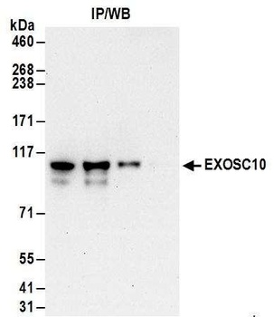 EXOSC10 Antibody