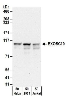 Rabbit anti-EXOSC10 Antibody