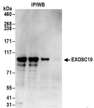 Rabbit anti-EXOSC10 Antibody