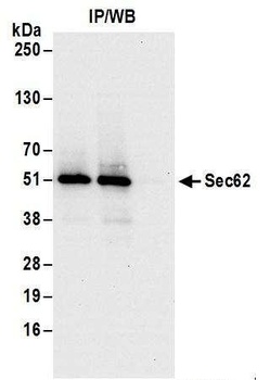 Rabbit anti-Sec62 Antibody