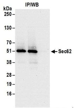 Sec62 Antibody