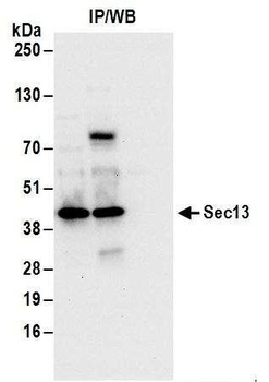 Rabbit anti-Sec13 Antibody