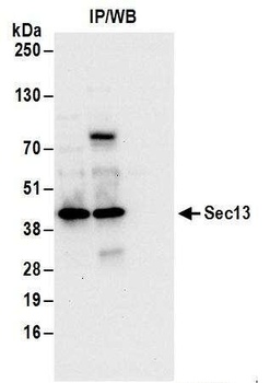 Sec13 Antibody