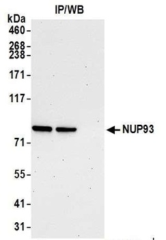 NUP93 Antibody
