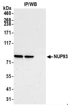 Rabbit anti-NUP93 Antibody
