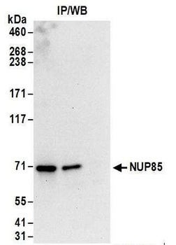 NUP85 Antibody