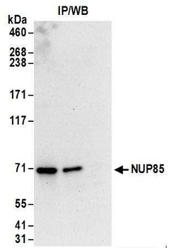 Rabbit anti-NUP85 Antibody
