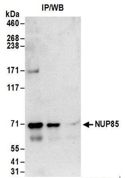 NUP85 Antibody