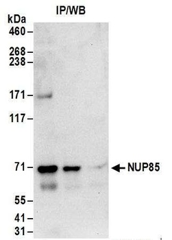 Rabbit anti-NUP85 Antibody