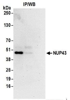 Rabbit anti-NUP43 Antibody