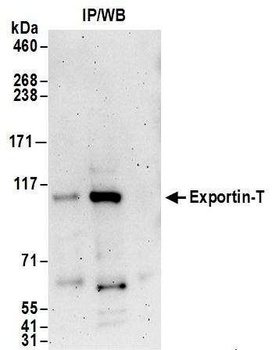 Rabbit anti-Exportin-T Antibody