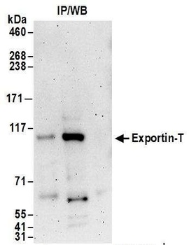 Rabbit anti-Exportin-T Antibody