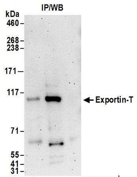 Exportin-T Antibody