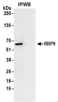RRP9 Antibody