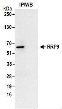 Rabbit anti-RRP9 Antibody