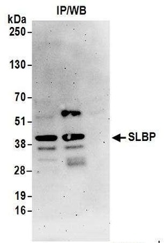 SLBP Antibody
