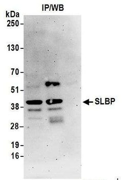 Rabbit anti-SLBP Antibody