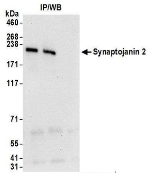 Rabbit Synaptojanin 2 Antibody
