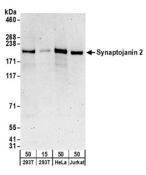 Rabbit Synaptojanin 2 Antibody
