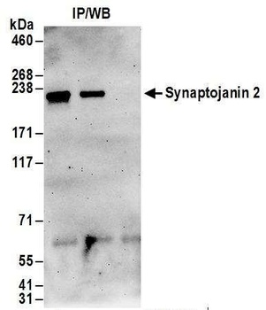 Synaptojanin 2 Antibody