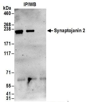 Rabbit Synaptojanin 2 Antibody
