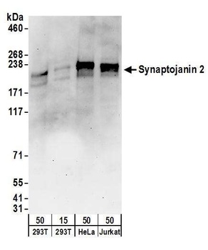 Rabbit Synaptojanin 2 Antibody