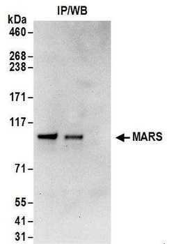 Rabbit anti-MARS Antibody