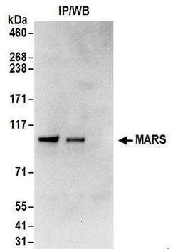 MARS Antibody