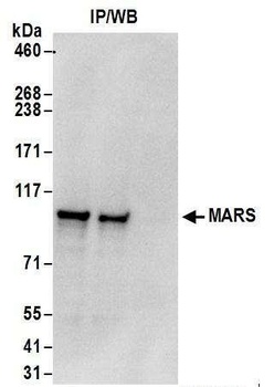MARS Antibody