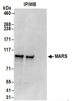 Rabbit anti-MARS Antibody