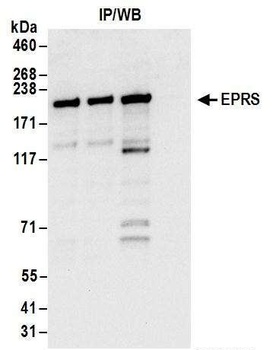Rabbit anti-EPRS Antibody