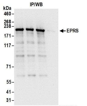 Rabbit anti-EPRS Antibody